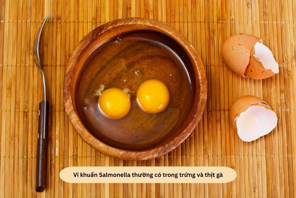 Vi khuẩn Salmonella thường có trong trứng và thịt gà