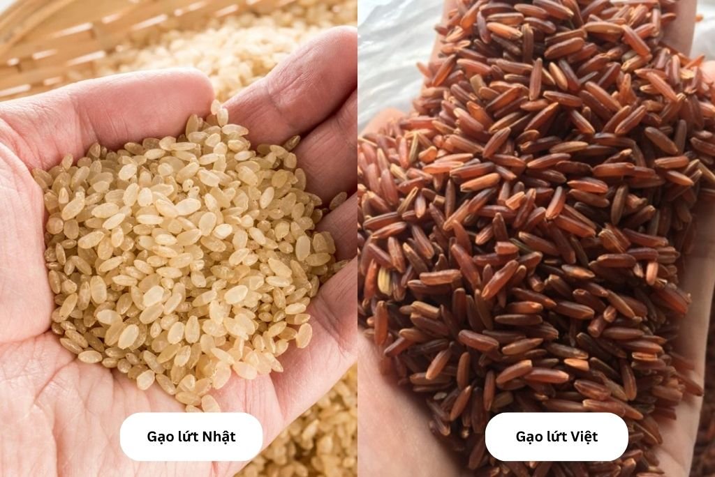 Sự khác biệt giữa 2 loại gạo lứt